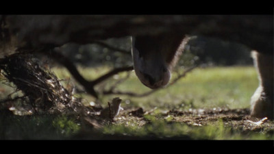 Емоцията срещу алгоритъма: защо American Icons на Budweiser е най-харесванате реклама на Super Bowl LX